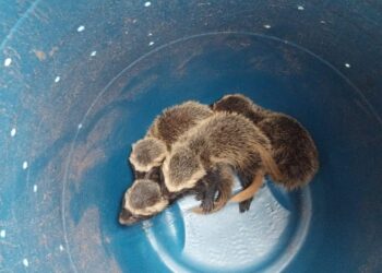 Quatro filhotes de furão são resgatados em Jaraguá do Sul