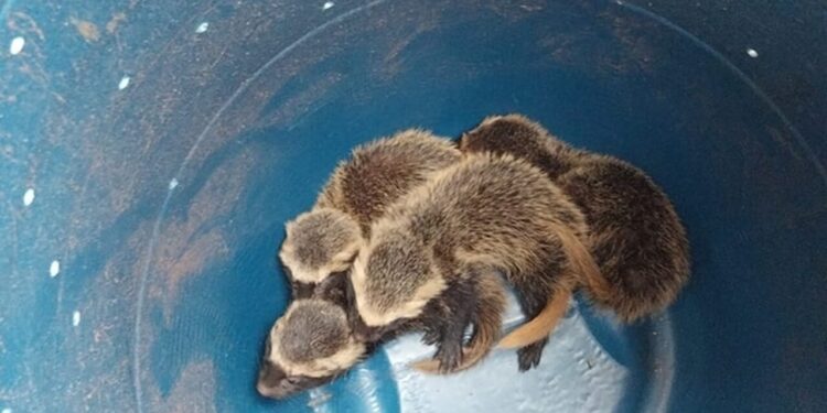 Quatro filhotes de furão são resgatados em Jaraguá do Sul