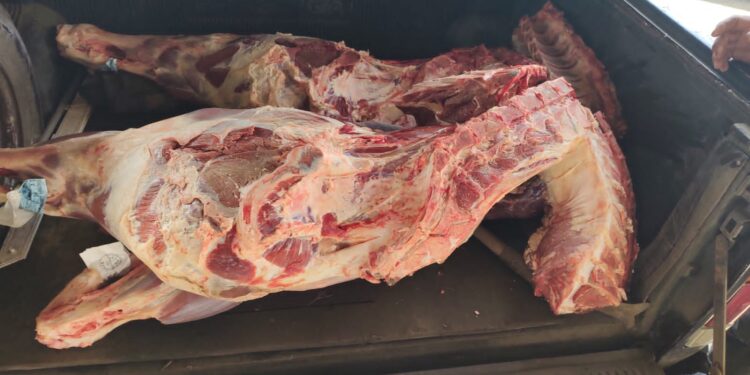 [Vídeo] Carga de carne é saqueada após caminhão tombar na BR-470, em SC