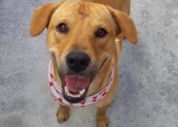 Nove animais disponíveis em mais uma feira de adoção em Jaraguá do Sul