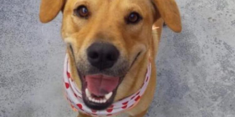 Nove animais disponíveis em mais uma feira de adoção em Jaraguá do Sul