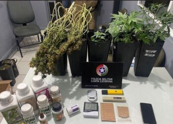 Homem é preso e PM apreende estufas de maconha em Jaraguá