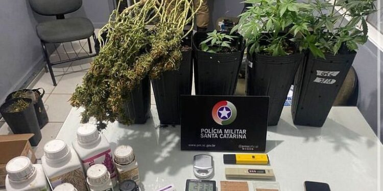 Homem é preso e PM apreende estufas de maconha em Jaraguá