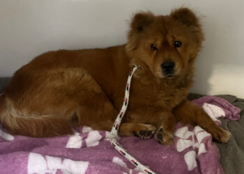 Jaraguá do Sul terá feira de adoção de animais neste sábado (21)