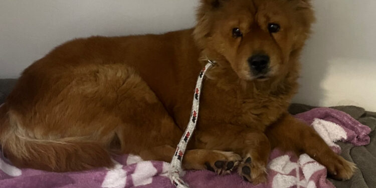 Jaraguá do Sul terá feira de adoção de animais neste sábado (21)