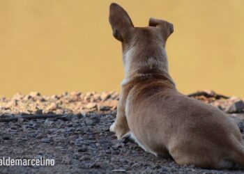Cachorro espera na beira do rio por dono desaparecido após balsa virar entre SC e RS