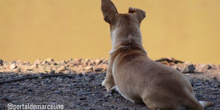 Cachorro espera na beira do rio por dono desaparecido após balsa virar entre SC e RS