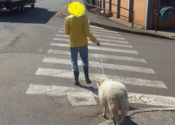 Homem passeia com ovelha e cena causa polêmica em SC