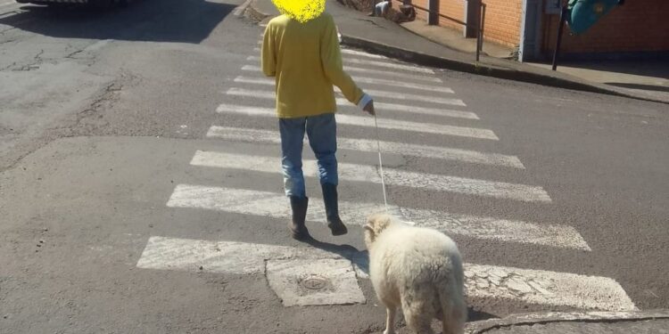 Homem passeia com ovelha e cena causa polêmica em SC