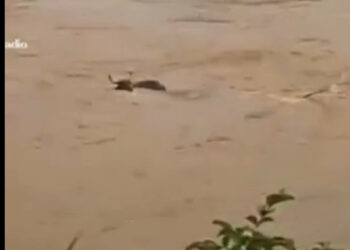 [Vídeo] Boi é arrastado pela correnteza do Rio Itapocu, em Jaraguá do Sul