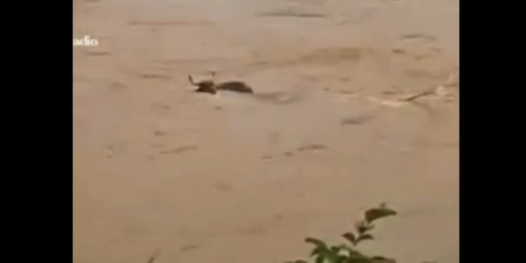 [Vídeo] Boi é arrastado pela correnteza do Rio Itapocu, em Jaraguá do Sul