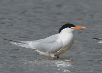Barra Velha registra caso de gripe aviária em ave silvestre