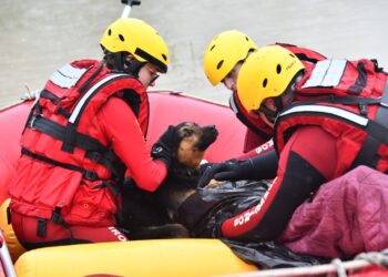 Cachorro ajuda aquecer dono resgatado com hipotermia em SC