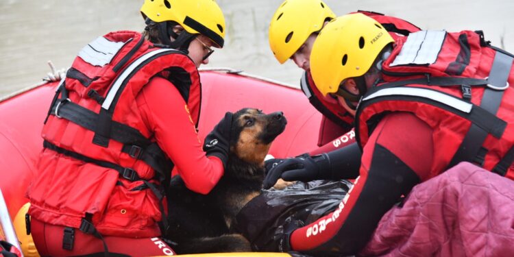 Cachorro ajuda aquecer dono resgatado com hipotermia em SC