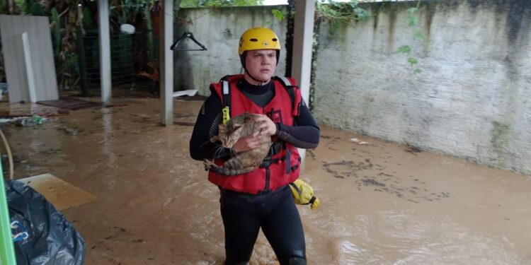 Chuvas em SC: estado tem 120 cidades com ocorrências