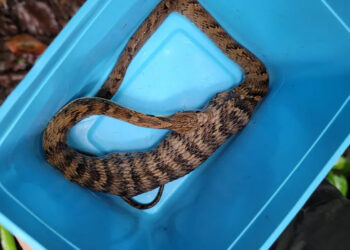 Imagem forte: Mulher flagra cobra engolindo anfíbio em Jaraguá do Sul