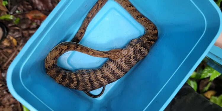 Imagem forte: Mulher flagra cobra engolindo anfíbio em Jaraguá do Sul