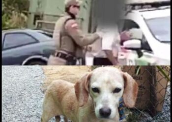 Idoso é condenado por abusar sexualmente de animal em Jaraguá do Sul