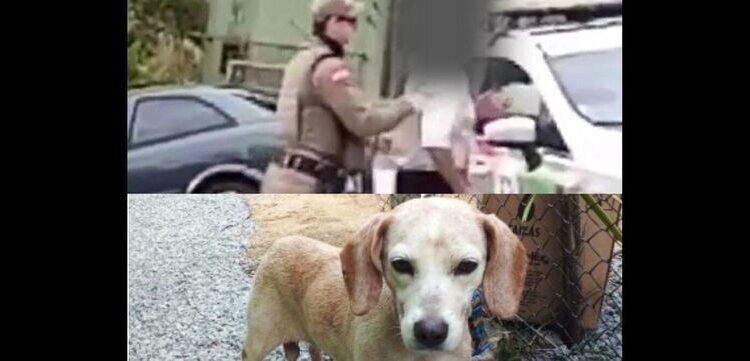 Idoso é condenado por abusar sexualmente de animal em Jaraguá do Sul