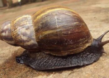 Saúde de Jaraguá do Sul orienta sobre a eliminação correta de caramujo africano