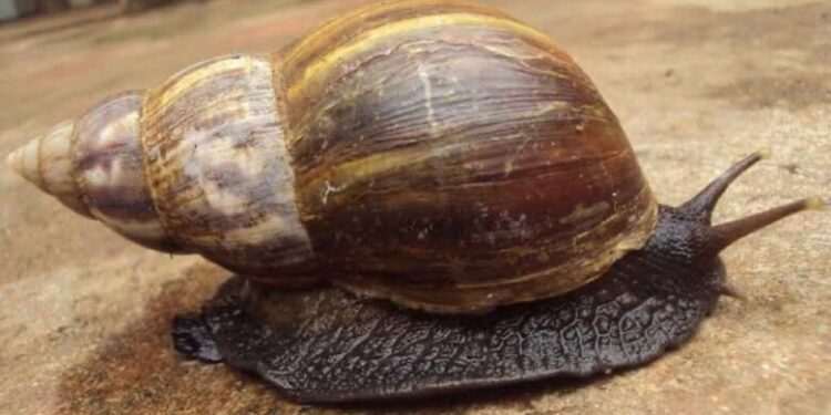 Saúde de Jaraguá do Sul orienta sobre a eliminação correta de caramujo africano