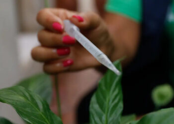 Incorporação de vacina contra dengue ao SUS deve sair ainda este ano