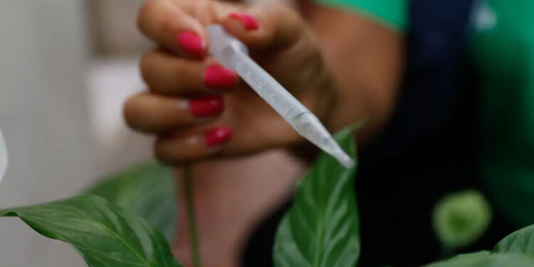 Incorporação de vacina contra dengue ao SUS deve sair ainda este ano