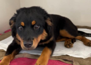 Fujama promove última feira de adoção de animais do ano neste sábado (09)