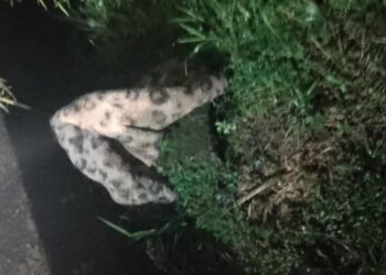 Cobertor é confundido com onça e bombeiros são acionados em Joinville