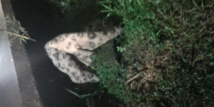 Cobertor é confundido com onça e bombeiros são acionados em Joinville