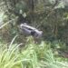 Carro com casal e criança sai de pista e cai em barranco em Jaraguá do Sul