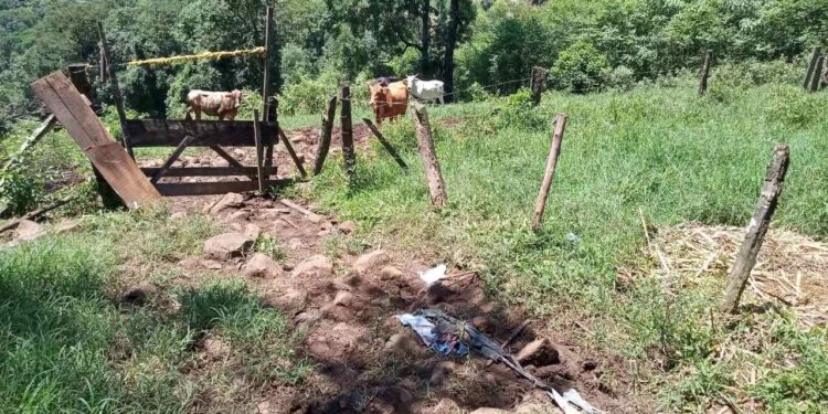 Idoso morre após ser atacado por boi em Santa Catarina