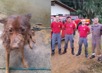 [Vídeo] Bombeiros trabalham cerca de 3 horas para resgatar cão em Massaranduba
