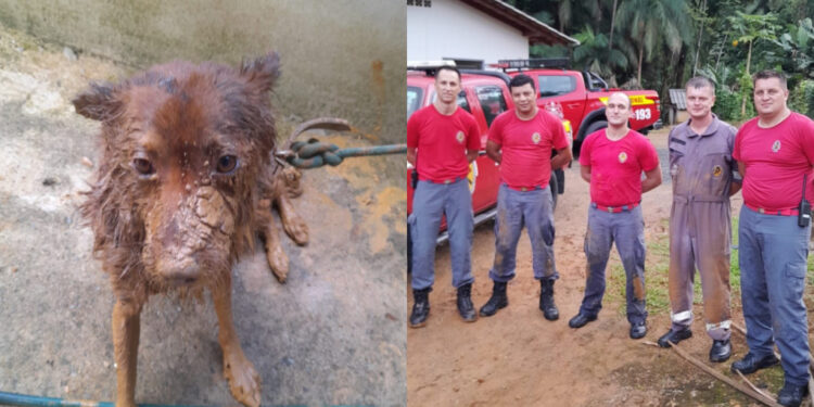 [Vídeo] Bombeiros trabalham cerca de 3 horas para resgatar cão em Massaranduba