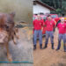[Vídeo] Bombeiros trabalham cerca de 3 horas para resgatar cão em Massaranduba