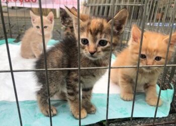 Projeto Ame Vidas precisa com urgência de ração para gatos