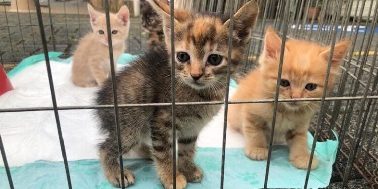 Projeto Ame Vidas precisa com urgência de ração para gatos