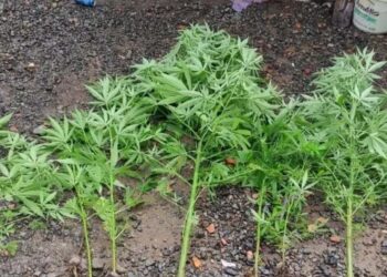 Homem é preso após mentir para o pai que pés de maconha eram de aipim em SC