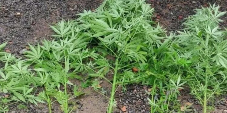 Homem é preso após mentir para o pai que pés de maconha eram de aipim em SC