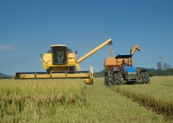 Abertura oficial da colheita do arroz de SC ocorre nesta quinta-feira (18), em Massaranduba