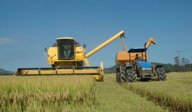Abertura oficial da colheita do arroz de SC ocorre nesta quinta-feira (18), em Massaranduba