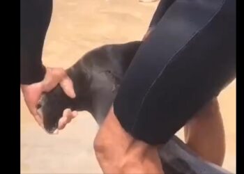 [Vídeo] Tubarão é encontrado em praia de Santa Catarina