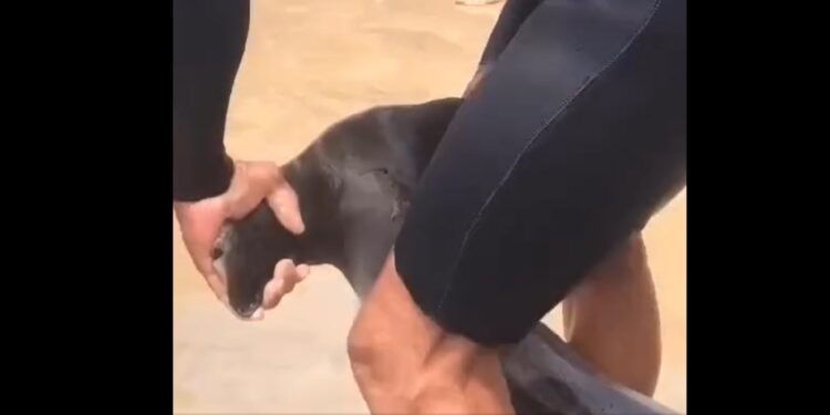 [Vídeo] Tubarão é encontrado em praia de Santa Catarina
