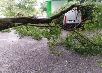 [Fotos] Árvore atinge carro da Prefeitura de Jaraguá do Sul durante temporal