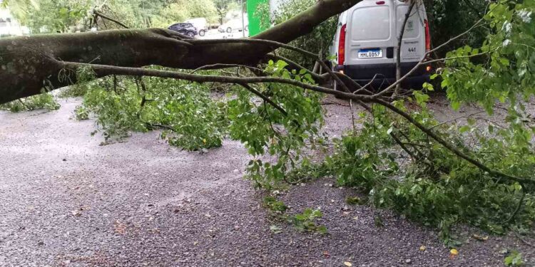 [Fotos] Árvore atinge carro da Prefeitura de Jaraguá do Sul durante temporal