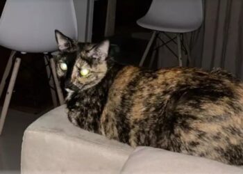 Gata é abusada sexualmente por idoso de 71 anos em asilo em SC