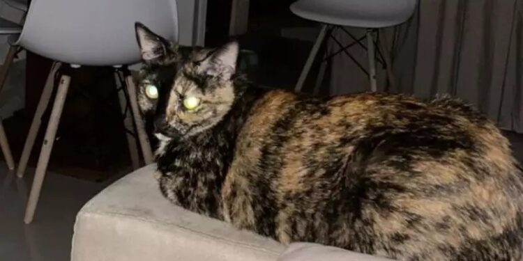 Gata é abusada sexualmente por idoso de 71 anos em asilo em SC