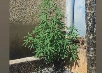 Jovem é pego com pé de maconha plantado em casa em Jaraguá do Sul