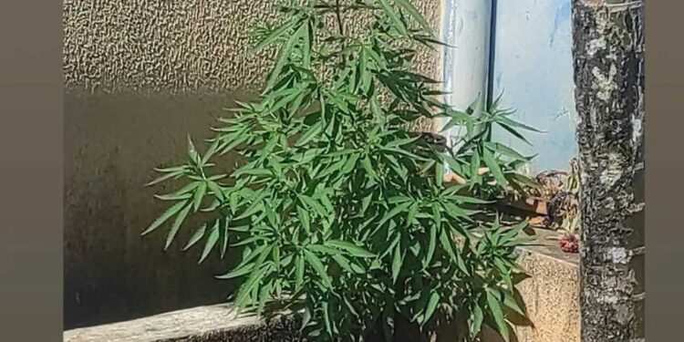 Jovem é pego com pé de maconha plantado em casa em Jaraguá do Sul
