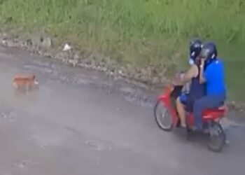 [Vídeo] Cão é atropelado e morto por duas pessoas em moto em Joinville